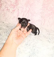 Penny, a female Chihuahua for sale in Sebring, OH – Photo 5 of 5