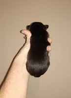 Penny, a female Chihuahua for sale in Sebring, OH – Photo 3 of 5