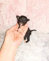 Penny, a female Chihuahua for sale in Sebring, OH – Photo 2 of 5