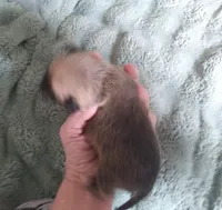 B1 to Wilma, a male Chihuahua for sale in Sebring, OH – Photo 4 of 6