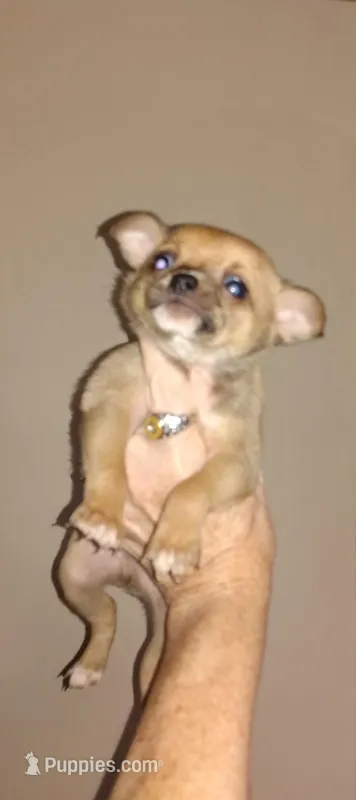 B1 to Wilma, a male Chihuahua for sale in Sebring, OH – Photo 1 of 6