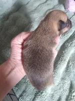 B1 to Wilma, a male Chihuahua for sale in Sebring, OH – Photo 5 of 6