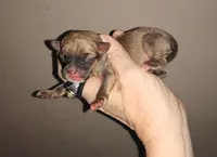 B1 to Wilma, a male Chihuahua for sale in Sebring, OH – Photo 3 of 6