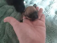 B1 to Wilma, a male Chihuahua for sale in Sebring, OH – Photo 2 of 6