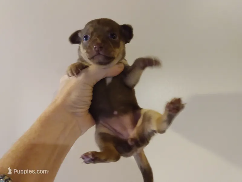 Mochita – Chihuahua puppy for sale in Sebring, OH