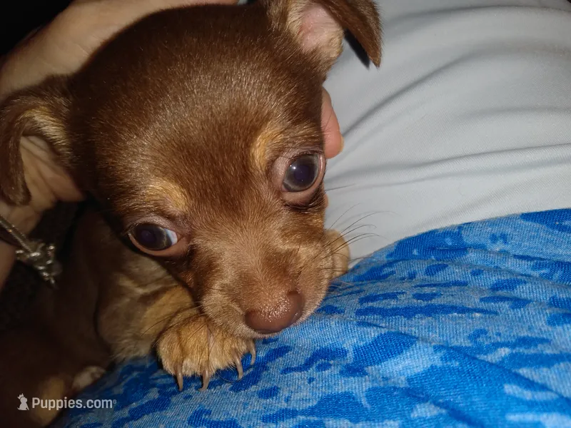 Hannah – Chihuahua puppy for sale in Sebring, OH