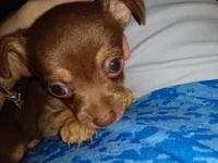 Hannah, a female Chihuahua for sale in Sebring, OH – 1 of 10