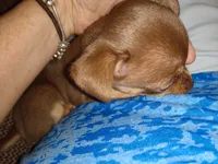 Hannah, a female Chihuahua for sale in Sebring, OH – 2 of 10