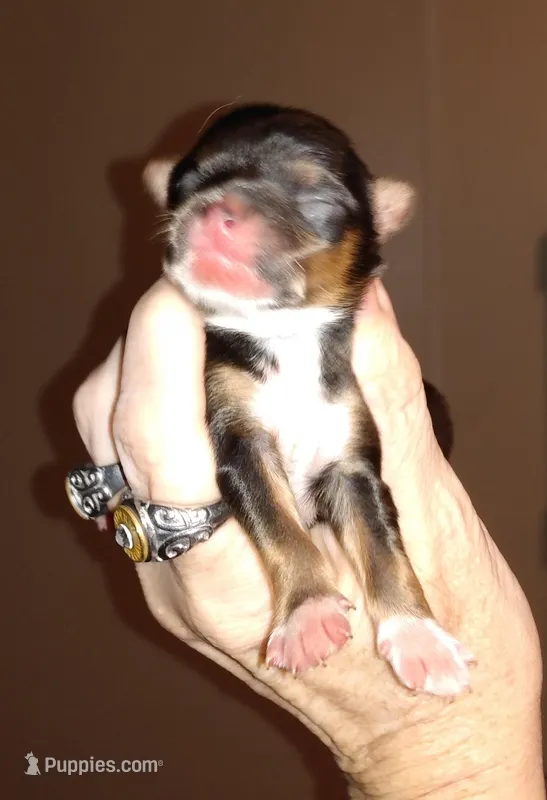 Gracie Sonny boy, a male Chihuahua for sale in Sebring, OH – Photo 1 of 3