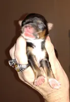 Gracie Sonny boy, a male Chihuahua for sale in Sebring, OH – Photo 1 of 3