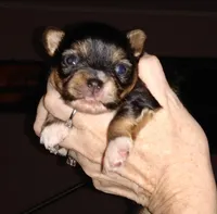 Sonny, a male Chihuahua for sale in Sebring, OH – 1 of 5