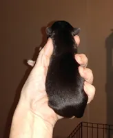 Gracie Sonny boy, a male Chihuahua for sale in Sebring, OH – Photo 2 of 3