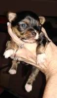 Sonny, a male Chihuahua for sale in Sebring, OH – 2 of 5