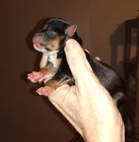 Gracie Sonny boy, a male Chihuahua for sale in Sebring, OH – Photo 3 of 3