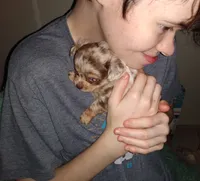 Male ch merle LC, a male Chihuahua for sale in Sebring, OH – Photo 1 of 2