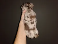 Male ch merle LC, a male Chihuahua for sale in Sebring, OH – Photo 2 of 2