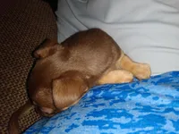 Hannah, a female Chihuahua for sale in Sebring, OH – 3 of 10