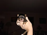 Myla, a female Chihuahua for sale in Sebring, OH – 5 of 6