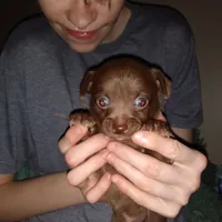 NY new PUP, a male Chihuahua for sale in Sebring, OH – Photo 2 of 3