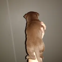 NY new PUP, a male Chihuahua for sale in Sebring, OH – Photo 3 of 3