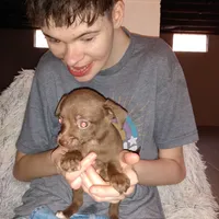 NY new PUP, a male Chihuahua for sale in Sebring, OH – Photo 1 of 3