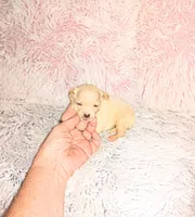 Lil Artie, a male Chihuahua for sale in Sebring, OH – Photo 3 of 5