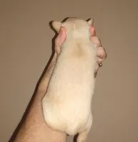 Lil Artie, a male Chihuahua for sale in Sebring, OH – Photo 5 of 5