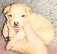 Lil Artie, a male Chihuahua for sale in Sebring, OH – Photo 4 of 5