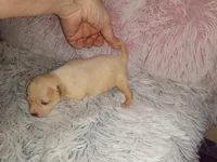 Lil Artie, a male Chihuahua for sale in Sebring, OH – Photo 2 of 5