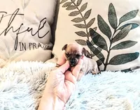 Bambi Boy, a male Chihuahua for sale in Sebring, OH – Photo 7 of 8