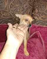 Bambi Boy, a male Chihuahua for sale in Sebring, OH – Photo 5 of 8