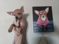 Bambi Boy, a male Chihuahua for sale in Sebring, OH – Photo 3 of 8