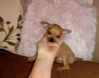 Bambi Boy, a male Chihuahua for sale in Sebring, OH – Photo 6 of 8