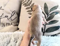 Bambi Boy, a male Chihuahua for sale in Sebring, OH – Photo 8 of 8