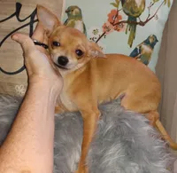 Bambi Boy, a male Chihuahua for sale in Sebring, OH – Photo 1 of 8