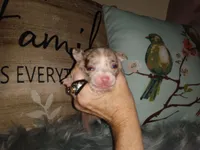 Tri SC lilac merle boy, a male Chihuahua for sale in Sebring, OH – Photo 6 of 10