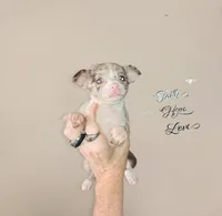 Tri SC lilac merle boy, a male Chihuahua for sale in Sebring, OH – Photo 2 of 10