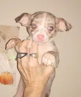 Tri SC lilac merle boy, a male Chihuahua for sale in Sebring, OH – Photo 1 of 10