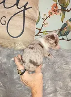 Tri SC lilac merle boy, a male Chihuahua for sale in Sebring, OH – Photo 4 of 10