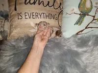 Tri SC lilac merle boy, a male Chihuahua for sale in Sebring, OH – Photo 9 of 10