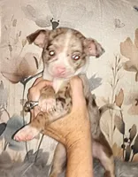 Tri SC lilac merle boy, a male Chihuahua for sale in Sebring, OH – Photo 3 of 10