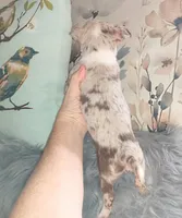 Tri SC lilac merle boy, a male Chihuahua for sale in Sebring, OH – Photo 10 of 10