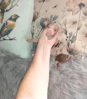 Tri SC lilac merle boy, a male Chihuahua for sale in Sebring, OH – Photo 5 of 10