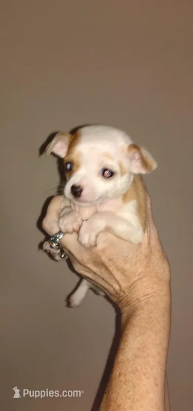 Wilma G2, a female Chihuahua for sale in Sebring, OH – Photo 1 of 6
