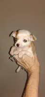 Wilma G2, a female Chihuahua for sale in Sebring, OH – Photo 1 of 6