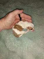 Wilma G2, a female Chihuahua for sale in Sebring, OH – Photo 5 of 6