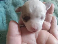 Wilma G2, a female Chihuahua for sale in Sebring, OH – Photo 6 of 6