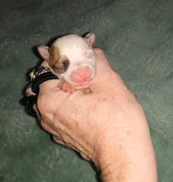 Wilma G2, a female Chihuahua for sale in Sebring, OH – Photo 3 of 6