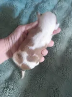 Wilma G2, a female Chihuahua for sale in Sebring, OH – Photo 4 of 6