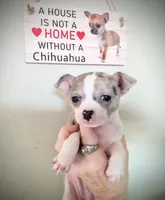 Jade, a female Chihuahua for sale in Sebring, OH – Photo 2 of 5